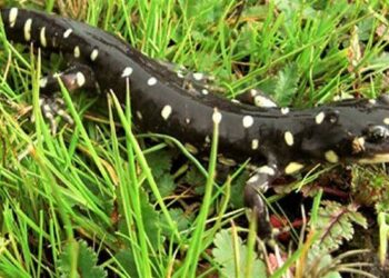 Wildlife Win: SM Airport Secures $5M Settlement to Protect Tiger Salamander Habitat!