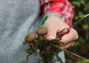 Discover the Hidden World: A Journey Through the Enchanting Fungal Forests!