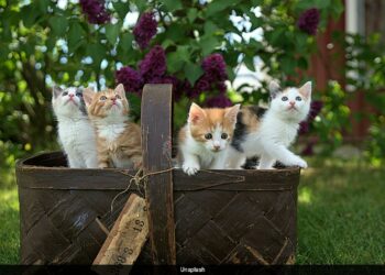 Unlocking the Mystery: Why Science Confirms Cats Are Essentially ‘Liquid