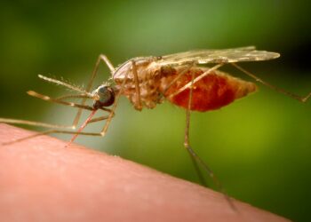 Egypt’s Remarkable Achievement: WHO Declares the Nation Malaria-Free!