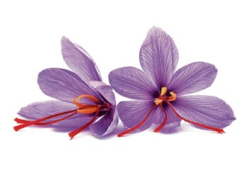 Transforming Tradition: Swetha Sivakumar Unveils the Magic of Saffron in Today’s Lifestyle News!