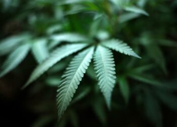 Unpacking the Mystery: What You Need to Know About Marijuana’s Health Effects in the Twin Cities