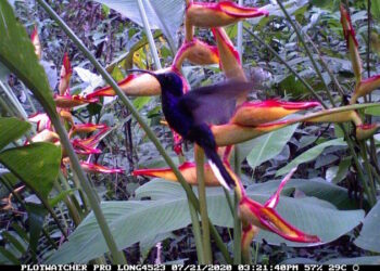 Time-lapse cameras allowed to catch hummingbirds red-handed, just when they visited the flowers. These cameras combined with MotionMeerkat software provided photos of near 7.000 interactions between 22 hummingbird aspecies and  59 plant species.