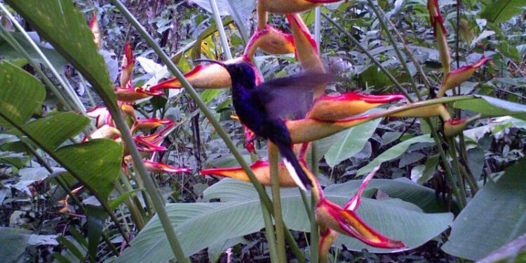 Time-lapse cameras allowed to catch hummingbirds red-handed, just when they visited the flowers. These cameras combined with MotionMeerkat software provided photos of near 7.000 interactions between 22 hummingbird aspecies and  59 plant species.