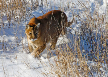 Unlocking the Mysteries of Big Cat Populations and Wildlife Management in Colorado: The Latest Scientific Findings