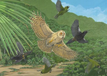 Illustration of 5 birds in a tropical landscape