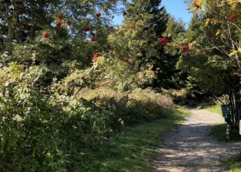 Hurricane Helene Reshapes the Carolinas’ Fall Foliage: A Stunning Transformation