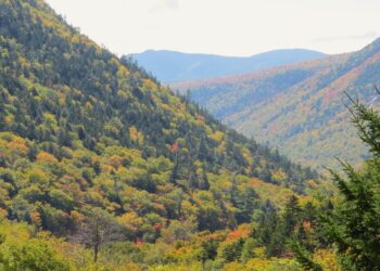 Unveiling the Science Behind Nature’s Stunning Fall Colors!