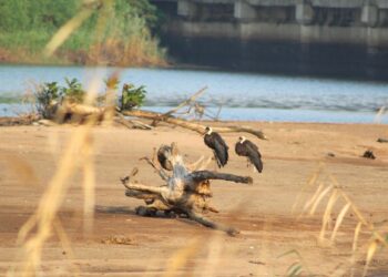 Attention Zululanders: Help Us Track Down the Rare African Woolly-Necked Stork Nests!