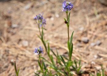 Unleashing Discovery: Exploring the Future of an Evolving Discipline!