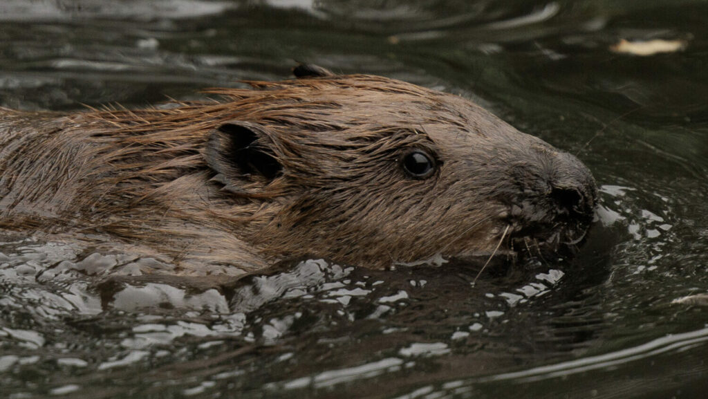 GREENFORD, ENGLAND - OCTOBER 11: A beaver swims in a pond after being released on October 11, 2023 ...