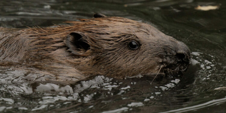 GREENFORD, ENGLAND - OCTOBER 11: A beaver swims in a pond after being released on October 11, 2023 ...