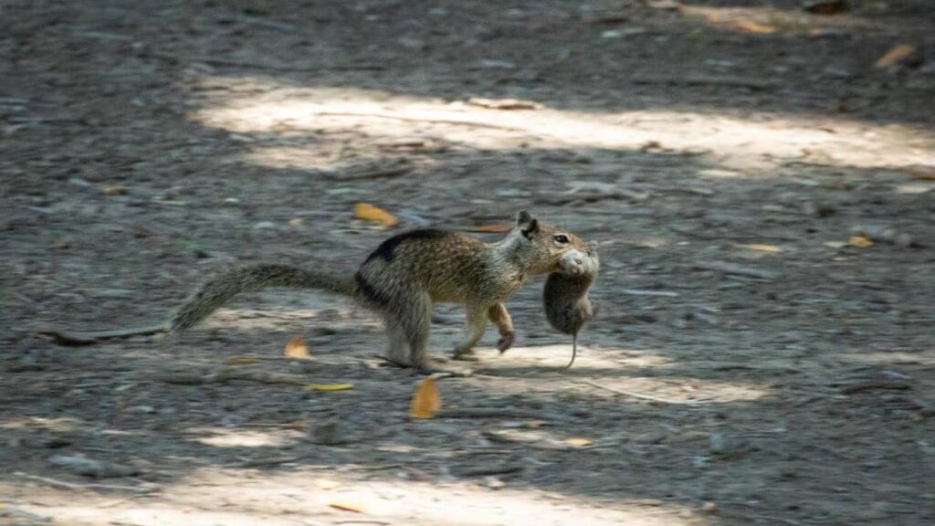 Squirrel with a vole it successfully hunted