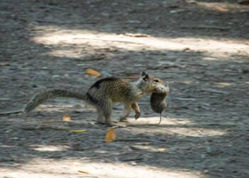 Squirrel with a vole it successfully hunted