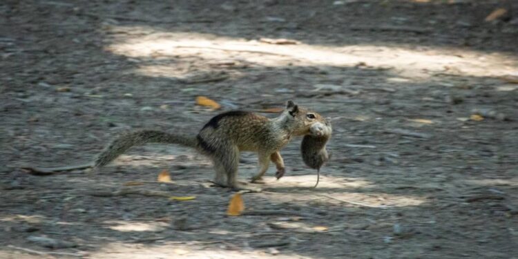 Squirrel with a vole it successfully hunted