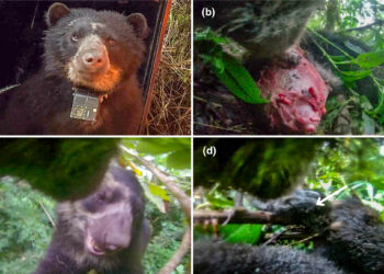 Revealing Secrets: Four Months of Camera Collar Footage Unveils the Hidden Lives of Endangered Andean Bears!