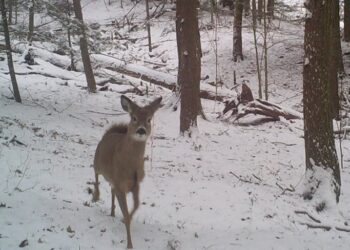 Uncovering Winter Wonders: A Deep Dive into BIOL 61 and the Enchantment of the Woods!