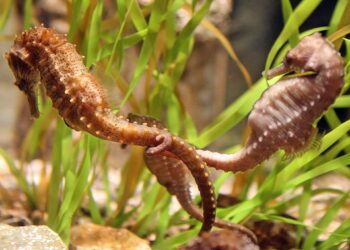 How Trump promotes an intensive, unscientific principle about intercourse and gender within the title of opposing ‘gender ideology extremism’