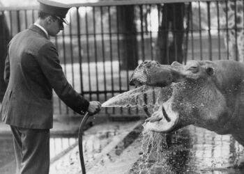 Pandas and politics − from Global Battle II to the Chilly Battle, zoos have at all times been ideological